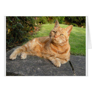 Cartão Gato de Oliver