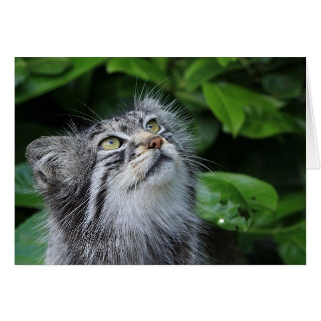 Cartão Gato de Pallas (Frente Horizontal)