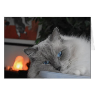 Cartão Gato de Ragdoll