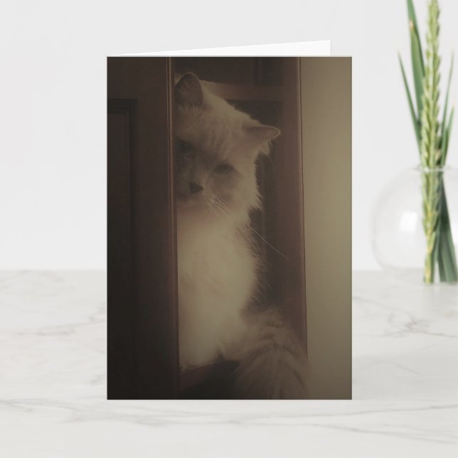 Cartão Gato de Ragdoll (Frente)