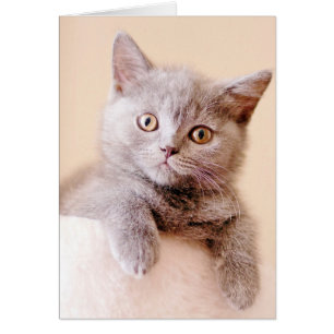 Cartão Gato de Shorthair Britânico Bonito