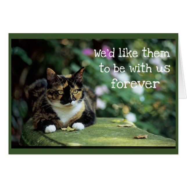 Cartão Gato de Tortie no banco do jardim - simpatia (Frente Horizontal)