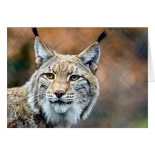 Cartão Gato do predador dos animais selvagens do lince do