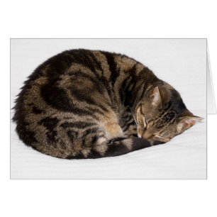 Cartão Gato do sono