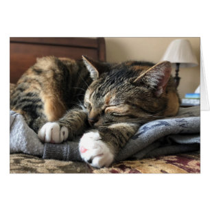 Cartão Gato do sono