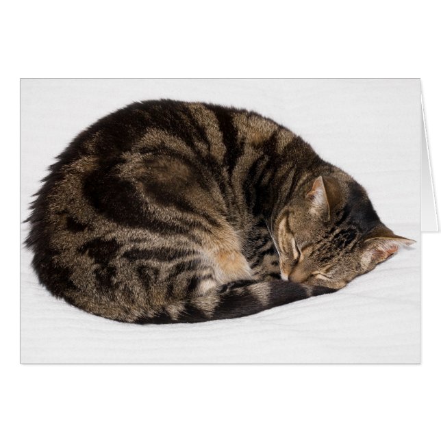 Cartão Gato Dormindo (Frente Horizontal)