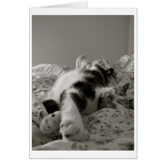 Cartão Gato Dormindo