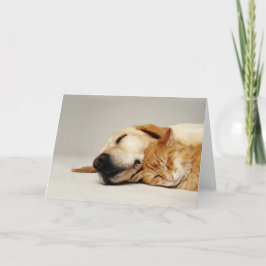 Cartão Gato e cão dormindo juntos...