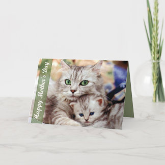 Cartão Gato e gatinho do dia das mães