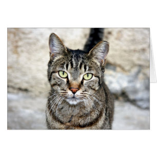 Cartão Gato Egípcio