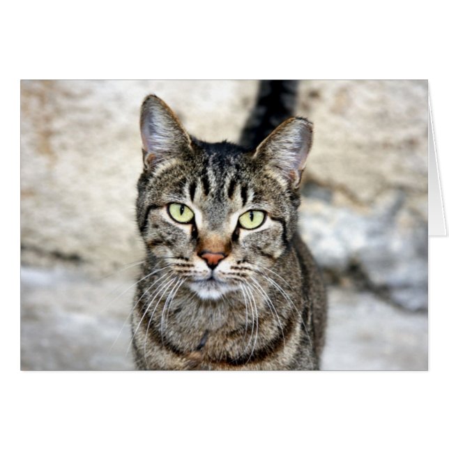 Cartão Gato Egípcio (Frente Horizontal)