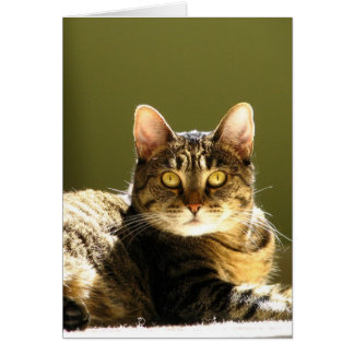 Cartão Gato Em Sol