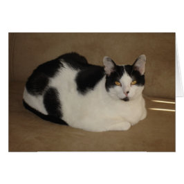 Cartão Gato em um sofá