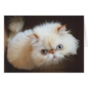 Cartão Gato em uma caixa