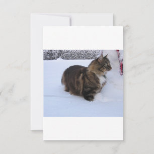 Cartão gato floresta norueguesa na neve