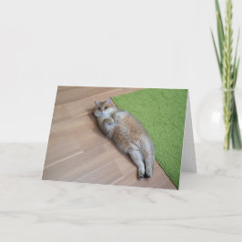 Cartão Gato fofo Hosico