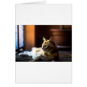 Cartão Gato Gatinho Bela Ouro