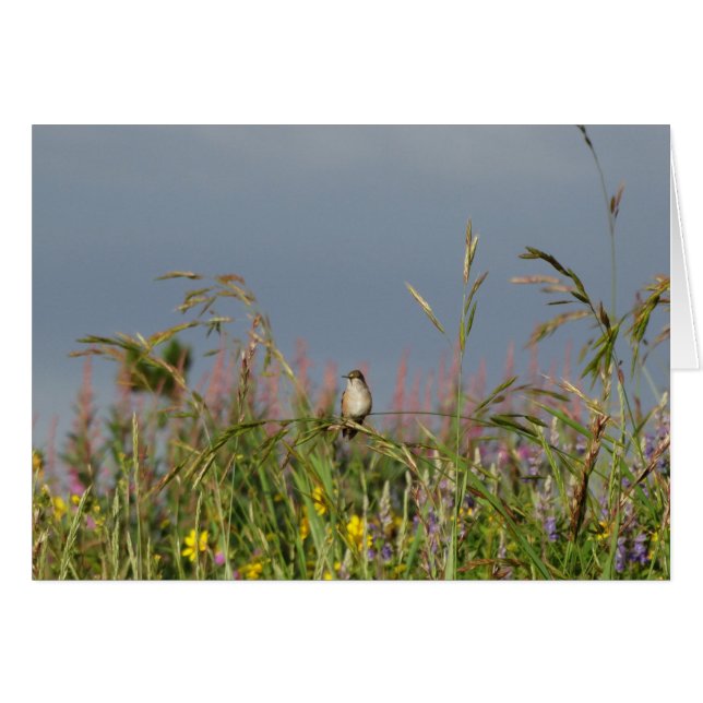 Cartão Gato-gordo (Frente Horizontal)
