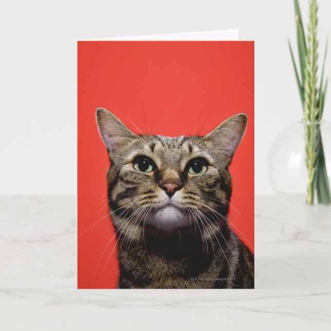 Cartão Gato japonês que olha acima (Frente)