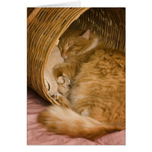 Cartão Gato laranja dormindo na cesta