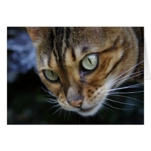 Cartão Gato lindo de Bengal