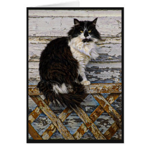 Cartão Gato longo preto e branco do smoking do cabelo na