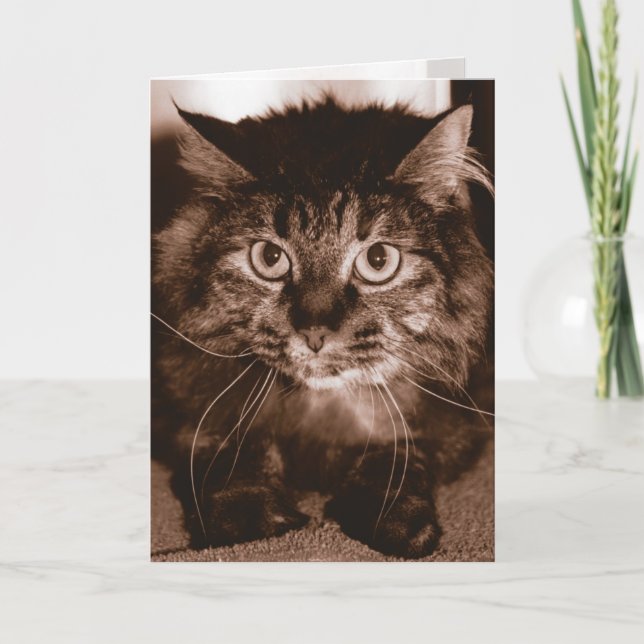Cartão Gato louco (Frente)