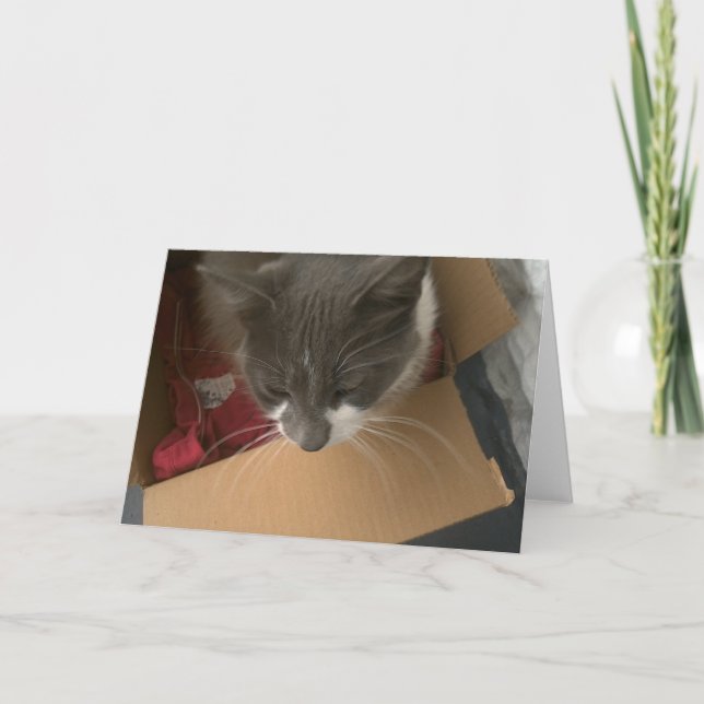 Cartão Gato na caixa (Frente)
