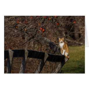 Cartão Gato Na Cerca