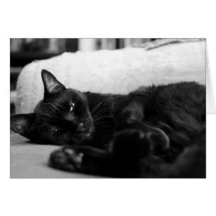 Cartão Gato Napping