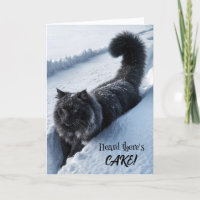 Gato Negro Andando Em Neve Profunda