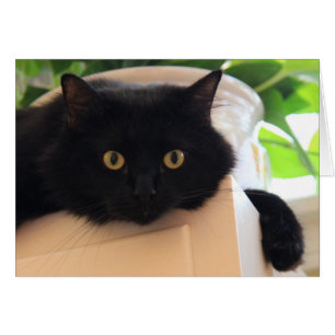 Cartão Gato Negro de Olho Grande e Bonito, notas de vazio
