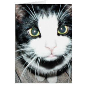 Cartão Gato Negro E Branco