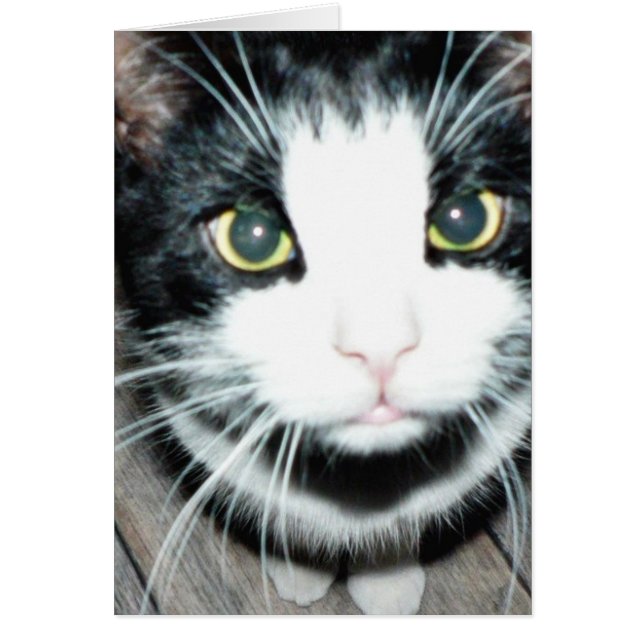 Cartão Gato Negro E Branco (Frente)