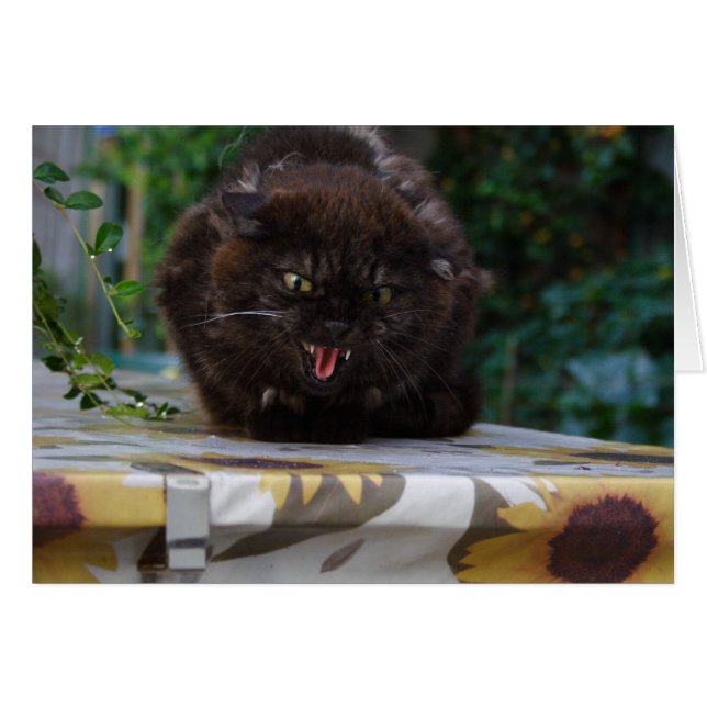 Cartão Gato Negro Irritado (Frente Horizontal)