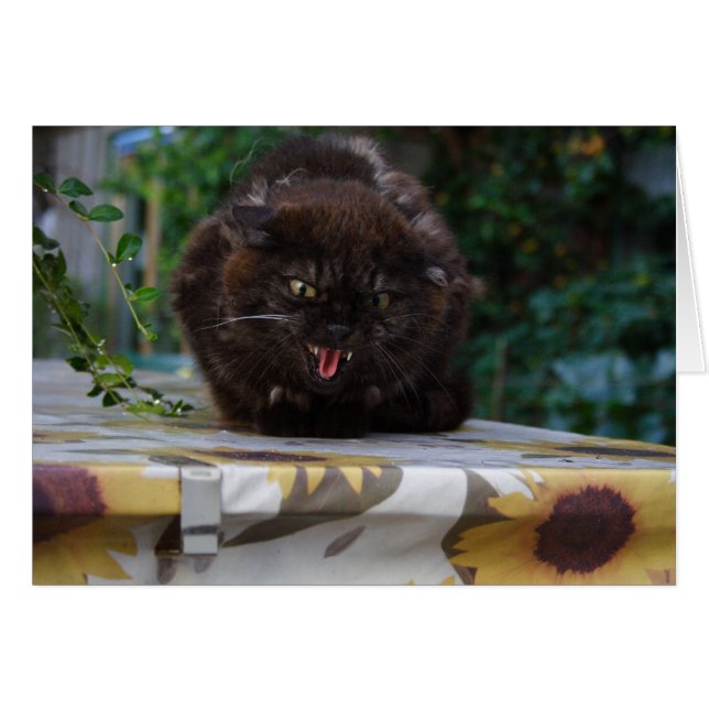 Cartão Gato Negro Irritado (Frente horizontal)