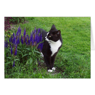 Cartão Gato no Jardim