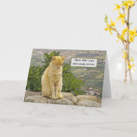 GATO PENDURADO NA ROCHA,  OLHOS FECHADOS, HUMOR, A