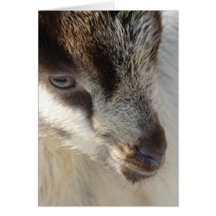 Cartão Gato Pequeno