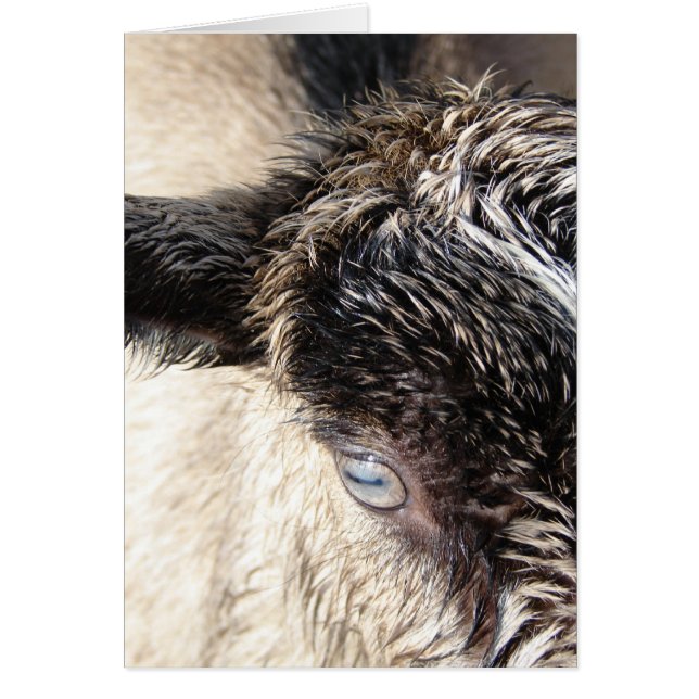 Cartão Gato Pequeno (Frente)