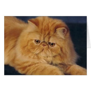 Cartão Gato perfeito do gengibre