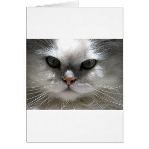 Cartão Gato persa da chinchila