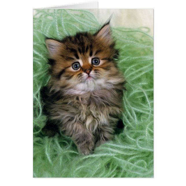 Cartão Gato persa; é uma das raças mais antigas de gato. (Frente)