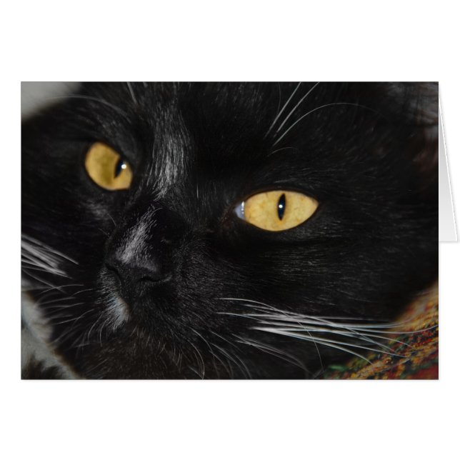 Cartão Gato preto (Frente Horizontal)