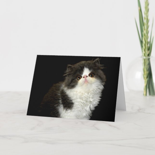 Cartão Gato preto e branco (Frente)