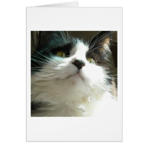Cartão Gato Preto e Branco