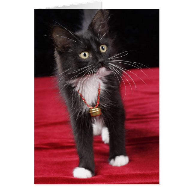 Cartão Gato preto e branco de cabelos curtos, 2 1/2 meses (Frente)