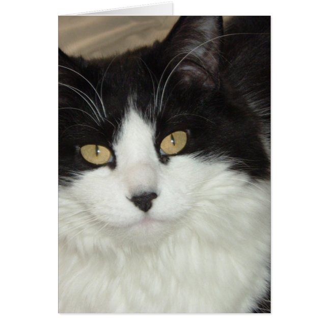Cartão Gato preto e branco de pelo comprido (Frente)
