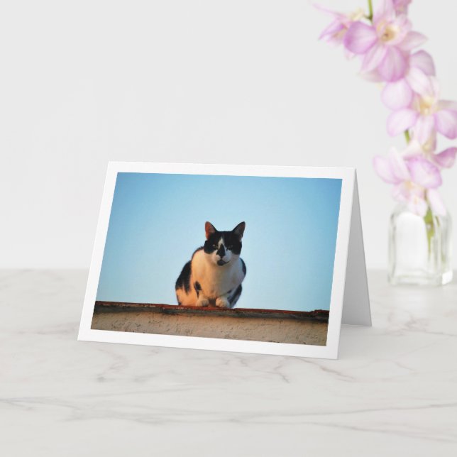 Cartão Gato Preto e Branco no Telhado (Orquídea)