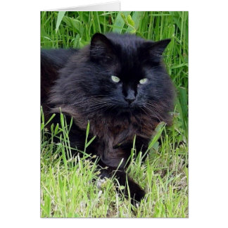 Cartão Gato preto lisonja cabelo comprido felino
